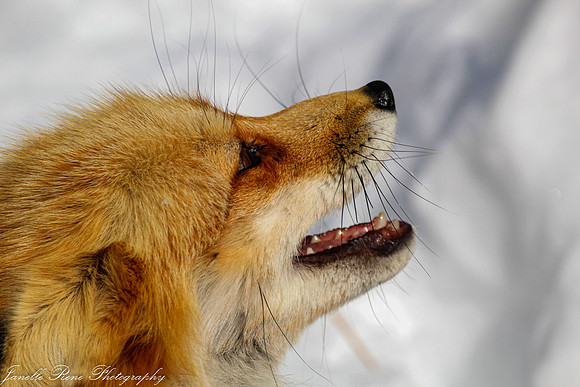 IMG_6296-2 FWatermark