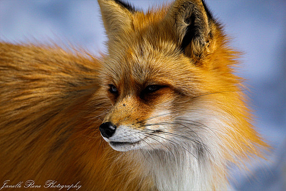 IMG_6260-2 FWatermark