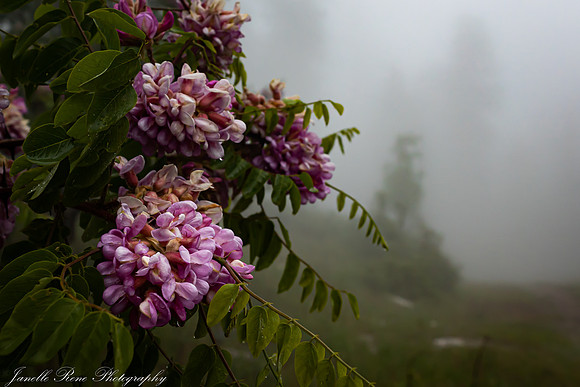 Foggy Afternoons