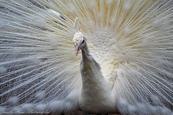 IMG_6718FinalPrint Website Images