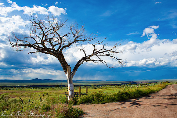 Taos Tree FWebsite Pic
