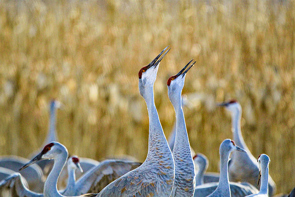 IMG_5407 Final Print 8x12 copy