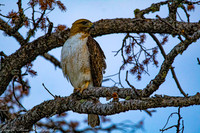 IMG_0355 Website Images
