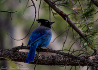 IMG_1240-2 FWatermark