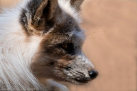 IMG_0745PS-2